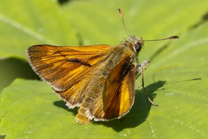 Framed Print : Large Skipper, Ochlodes sylvanus