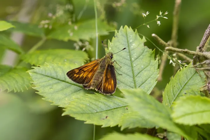 Framed Print : Large Skipper, Ochlodes sylvanus Framed Print : Large Skipper, Ochlodes sylvanus