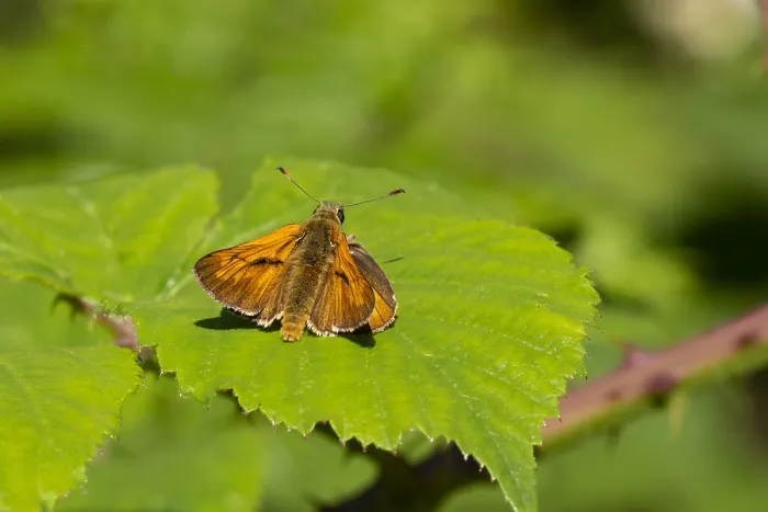 Framed Print : Large Skipper, Ochlodes sylvanus Framed Print : Large Skipper, Ochlodes sylvanus