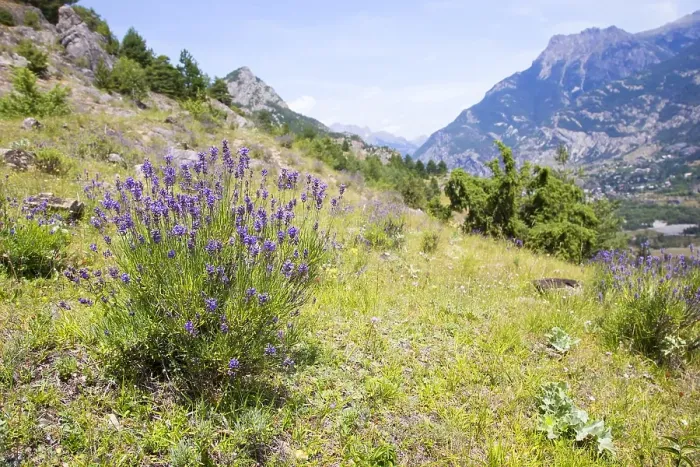 Framed Print : Lavender, Lavendula