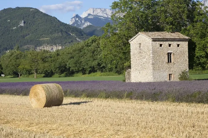Framed Print : Lavenderfield