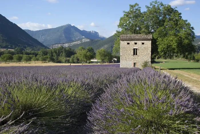 Framed Print : Lavenderfield