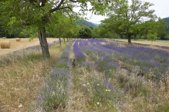 Framed Print : Lavenderfield