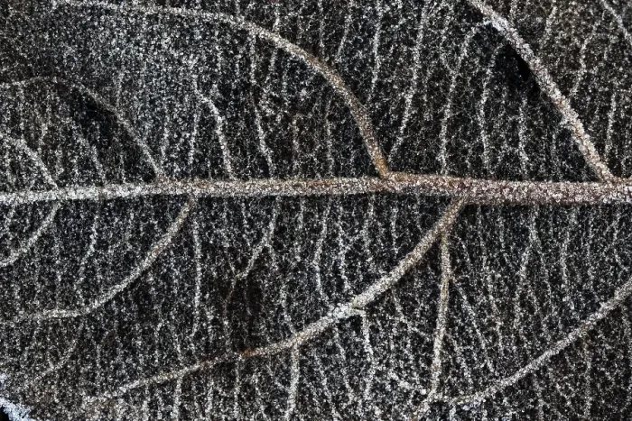 Framed Print : Leaf vein
