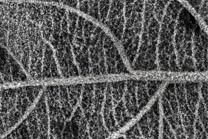 Framed Print : Leaf vein