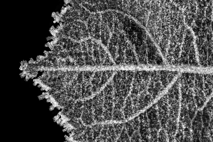 Framed Print : Leaf vein
