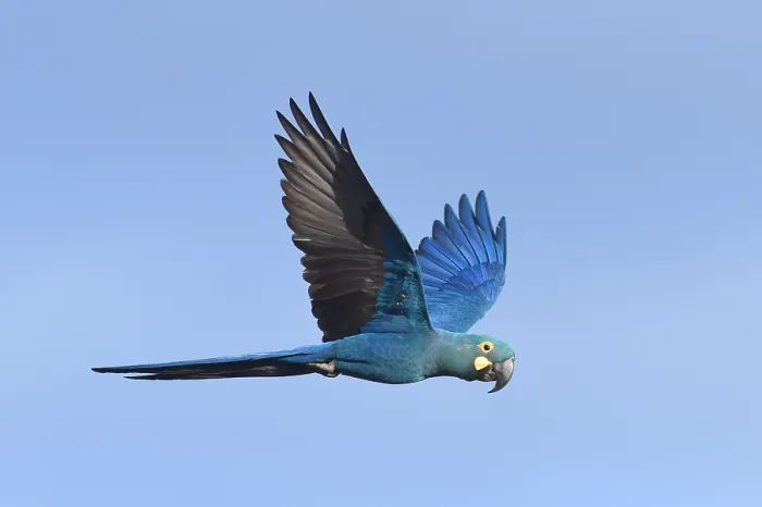 Framed Print : Lear's macaw, Anodorhynchus leari