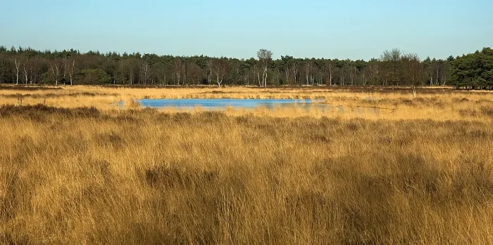 Framed Print : Leenderbos