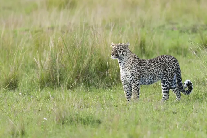 Framed Print : Leopard, Panthera pardus