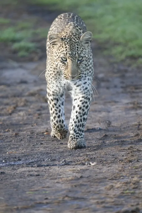 Framed Print : Leopard, Panthera pardus