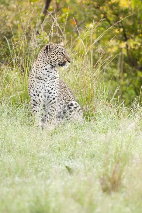 Framed Print : Leopard, Panthera pardus Framed Print : Leopard, Panthera pardus