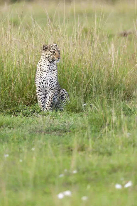 Framed Print : Leopard, Panthera pardus