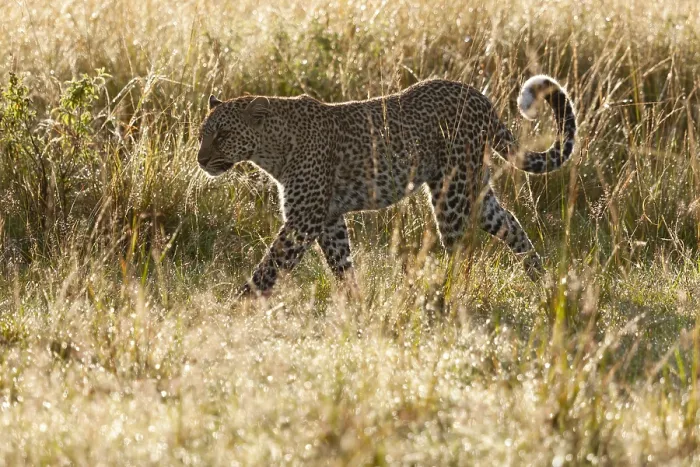 Framed Print : Leopard, Panthera pardus