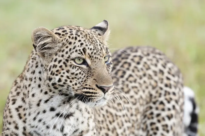 Framed Print : Leopard, Panthera pardus Framed Print : Leopard, Panthera pardus