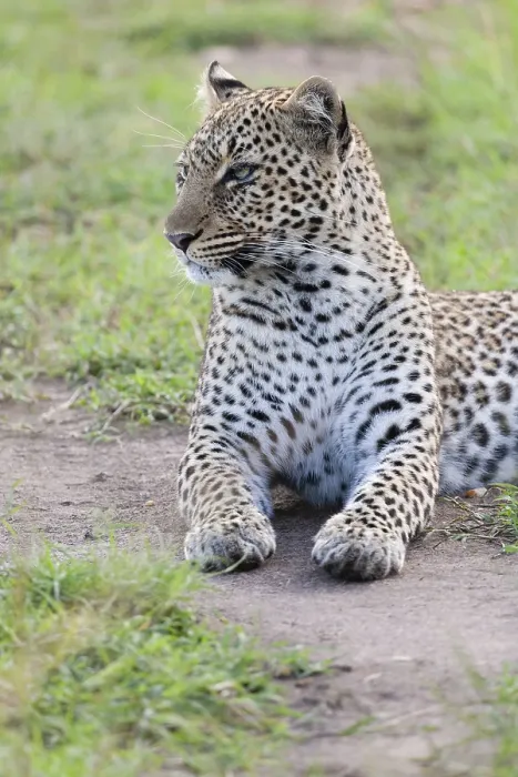 Framed Print : Leopard, Panthera pardus