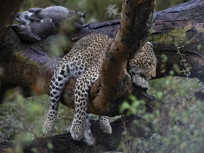 Framed Print : Leopard, (Panthera pardus) Framed Print : Leopard, (Panthera pardus)