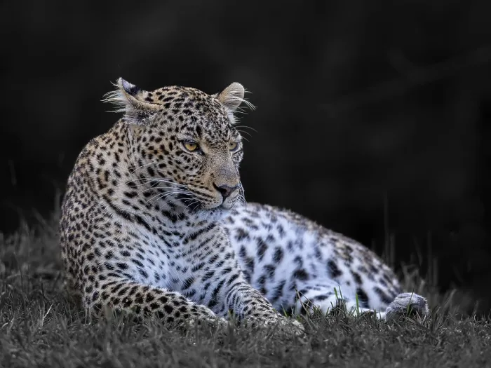 Framed Print : Leopard, (Panthera pardus) Framed Print : Leopard, (Panthera pardus)