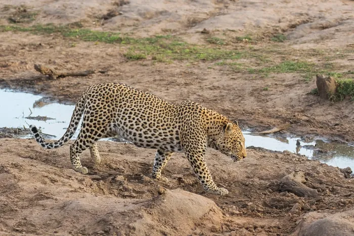 Framed Print : Leopard, Panthera pardus