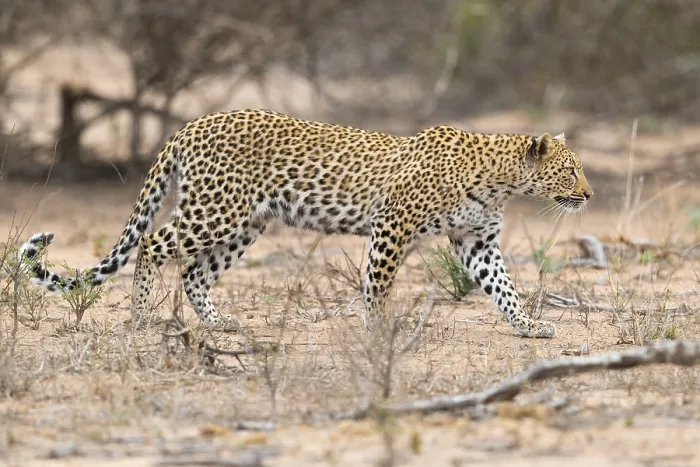 Framed Print : Leopard, Panthera pardus Framed Print : Leopard, Panthera pardus