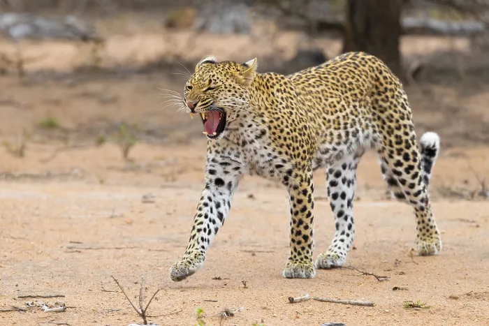 Framed Print : Leopard, Panthera pardus