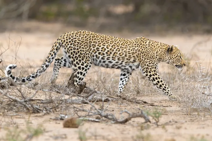 Framed Print : Leopard, Panthera pardus Framed Print : Leopard, Panthera pardus