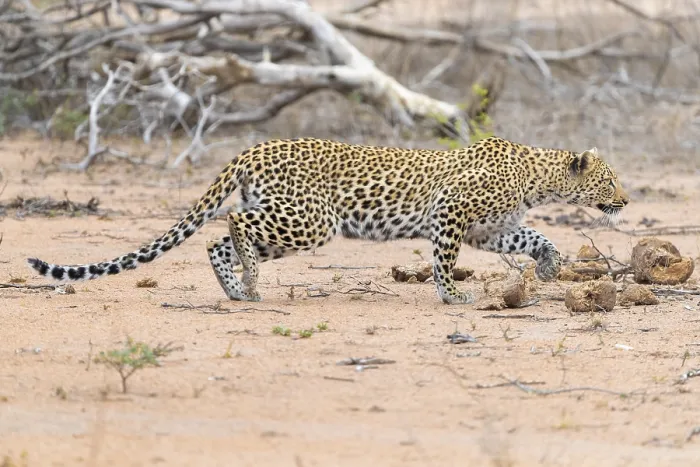 Framed Print : Leopard, Panthera pardus