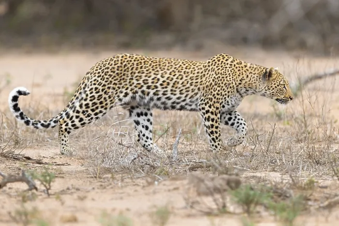 Framed Print : Leopard, Panthera pardus