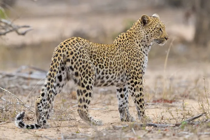 Framed Print : Leopard, Panthera pardus