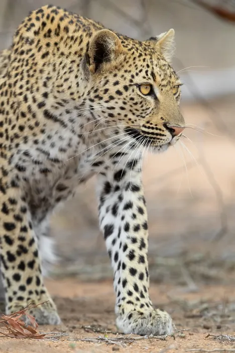 Framed Print : Leopard, Panthera pardus