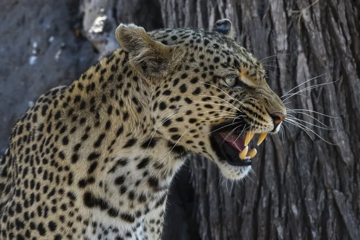 Framed Print : A leopard, Panthera pardus, baring its teeth