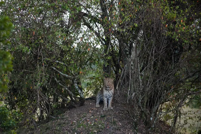 Framed Print : A leopard, Panthera pardus, in a parting of the thick undergrowth of trees and shrubs