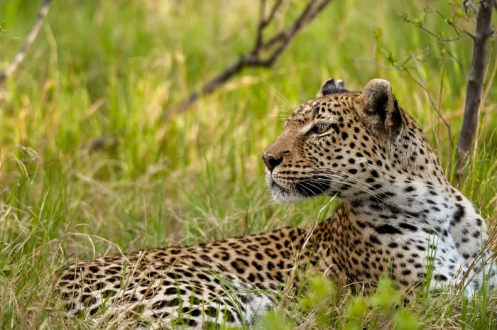 Framed Print : A leopard, panthera pardus, resting in the grass