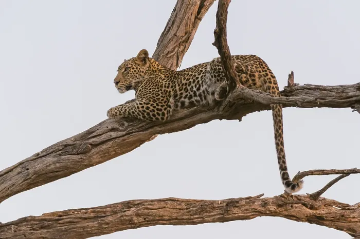 Framed Print : A leopard, Panthera pardus, resting in a tree top