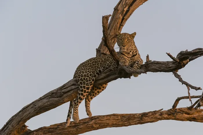 Framed Print : A leopard, Panthera pardus, resting in a tree top
