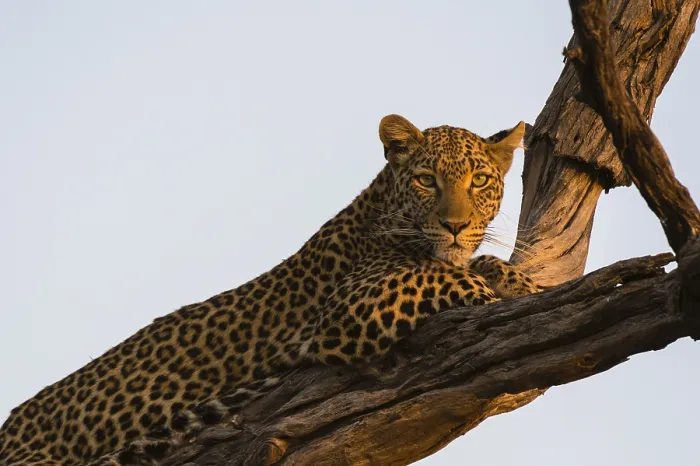 Framed Print : A leopard, Panthera pardus, resting in a tree top