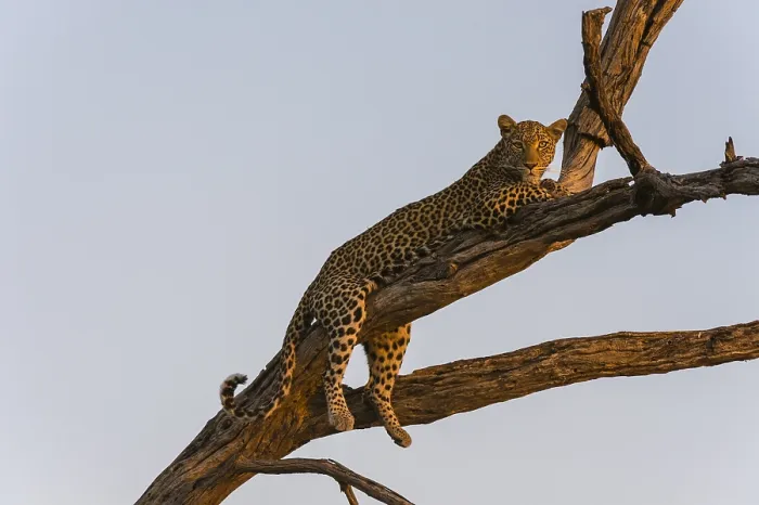 Framed Print : A leopard, Panthera pardus, resting in a tree top