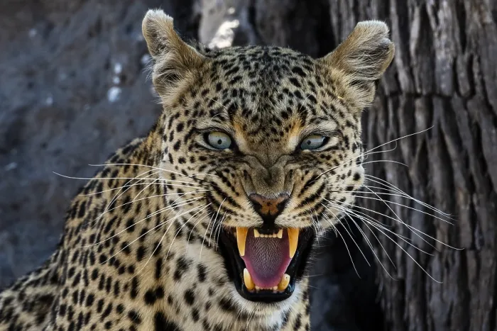 Framed Print : A leopard (Panthera pardus) snarling and looking at the camera