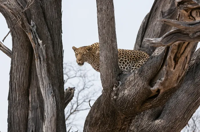Framed Print : A leopard, Panthera pardus, standing in the fork of a large tree