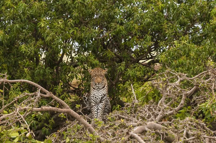 Framed Print : A leopard, Panthera pardus, standing in the top of a tree Framed Print : A leopard, Panthera pardus, standing in the top of a tree