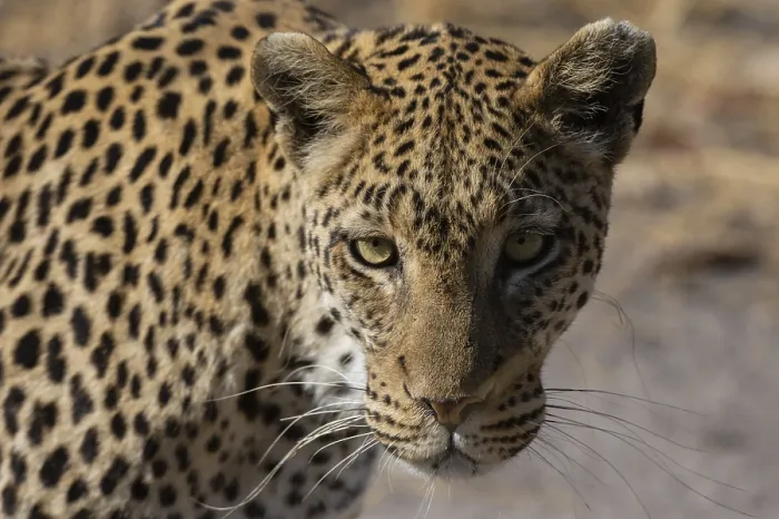 Framed Print : A leopard, Panthera pardus, walking and looking at the camera