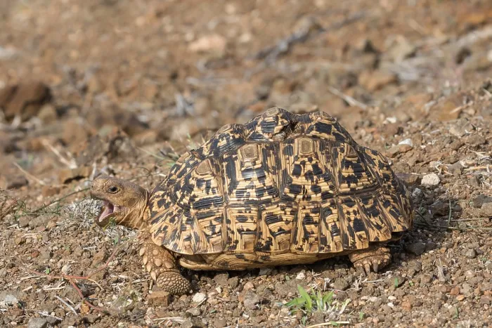 Framed Print : Leopard tortoise, Stigmochelys pardalis