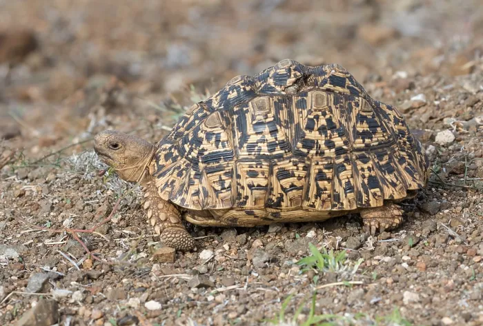 Framed Print : Leopard tortoise, Stigmochelys pardalis