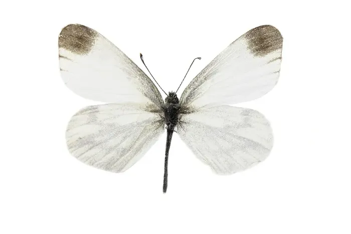 Framed Print : leptidea. Boswitje, Wood White, Leptidea sinapis