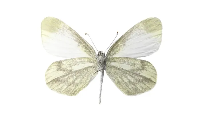 Framed Print : leptidea. Boswitje, Wood White, Leptidea sinapis