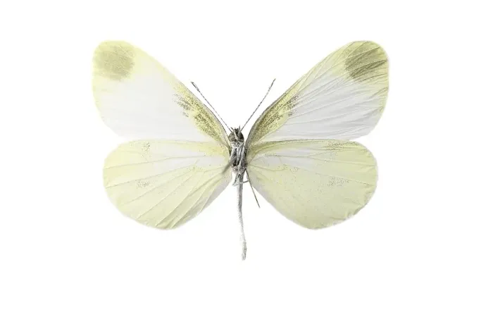 Framed Print : leptidea. Boswitje, Wood White, Leptidea sinapis
