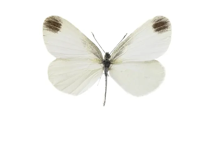 Framed Print : leptidea. Boswitje, Wood White, Leptidea sinapis