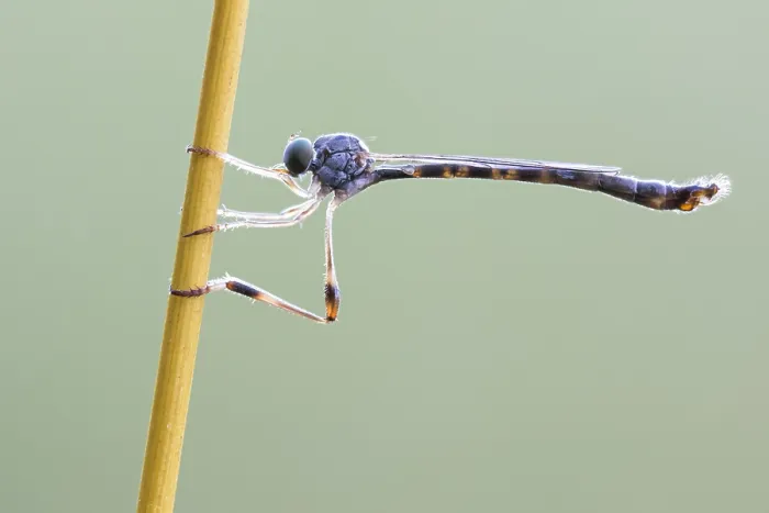 Framed Print : Leptogaster subtilis