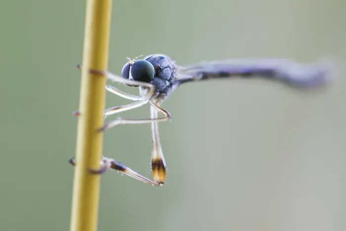 Framed Print : Leptogaster subtilis
