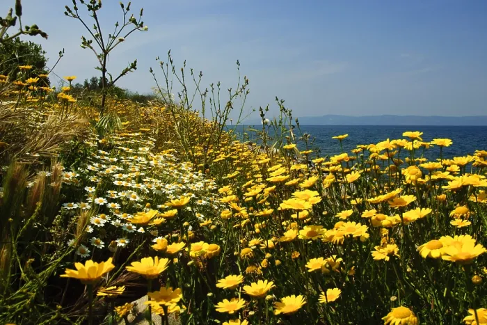 Framed Print : Lesbos. Voorjaar op Lesbos Griekenland, Spring on Lesbos Greece