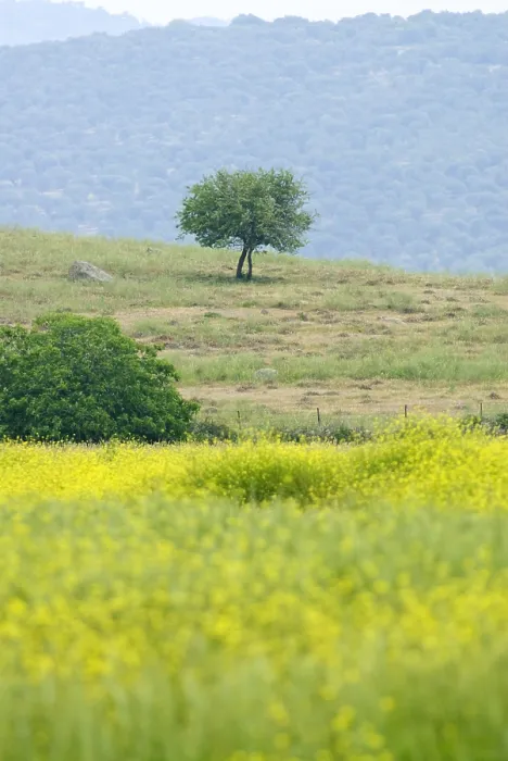 Framed Print : Lesbos. Veld met bloemen op Lesbos Griekenland, Field with flowers Lesbos Greece